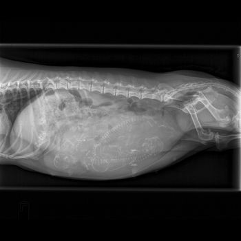 Caper's xray taken on 5/2/16 - shows 5 puppies!!!
