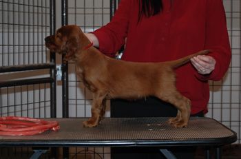 Red boy at 6.5 weeks old.
