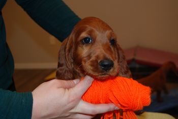 8 wks orange girl head shot
