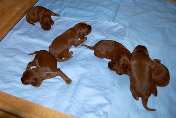 Starting to "wobble walk" now. 13 days old. 10/16/11
