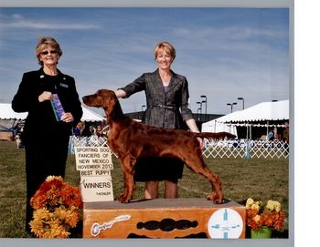 Tank going Winners Dog and Best In Sweeps at the New Mexico Sporting dog show both of the days. He got 4 points this weekend at 7 months old.

