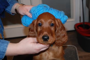 Blue girl at 9 weeks old.
