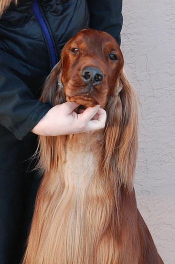 Tank headshot at 2 1/2 years old. Nov. 2014
