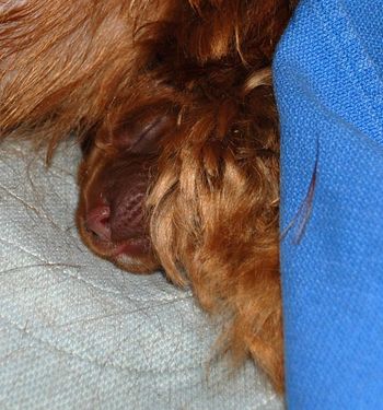 Sleeping under mom's leg/hair.
