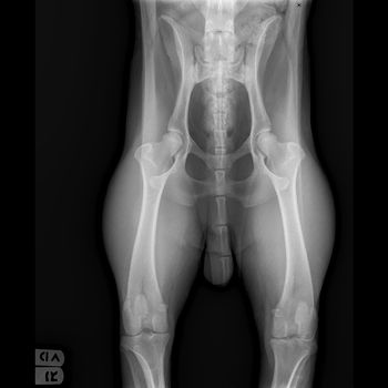 Bartley's preliminary hip xray - it looks BEAUTIFUL!!  March 2015
