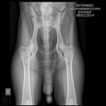 Tank's hip xrays done at 28 months of age - they look great!  OFA certificate came back with an EXCELLENT rating.  July 2014
