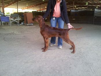 Tank pictured at 6 mos old at his first show in Grand Junction, Colorado. Oct. 2012
