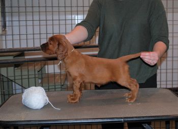 White girl at 5.5 weeks old.
