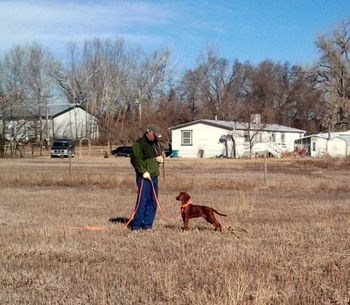 Cassidy at her first hunt training session. She was AMAZING. She has a great future in the field! Feb. 2012
