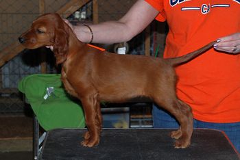 8.5 wks Orange girl
