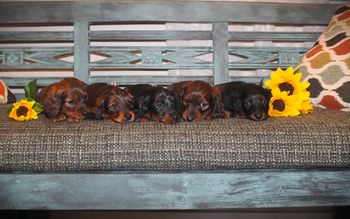 The puppies at 5 weeks old.
