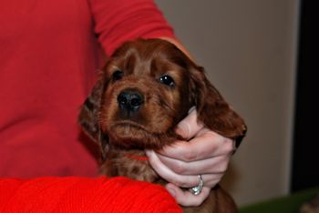 Red boy at 6 weeks old.
