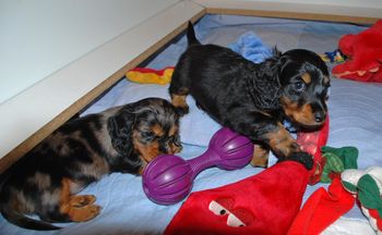 6 weeks old now - hard to believe!  They are active and love to play.
