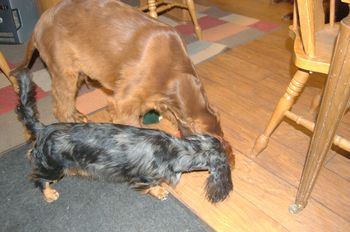 Bode & Baxter playing - they are ALWAYS playing!!
