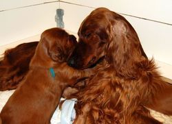 Tank with his mom Rio at 3 weeks old. Awww....
