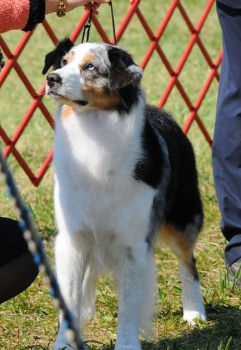 AKC/INT'L/UKC GRAND CH StarValley's Sequin's N' Lace CAA CGC
