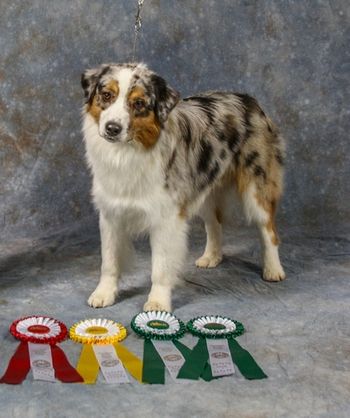 Jack after 4 UKC shows, he finished 3 three with competition.
