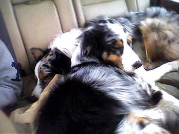 Dogs that play hard, sleep hard - sleep well you two!
