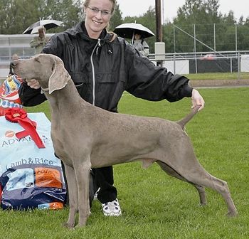 Multi All Breeds Best in Show 2 x Top Weimaraner in Sweden S VCH SV-02 SV-05 SV-07 Greydove Nordic Liaison Owned & Loved by Anna-Lena Rahm - Sweden
