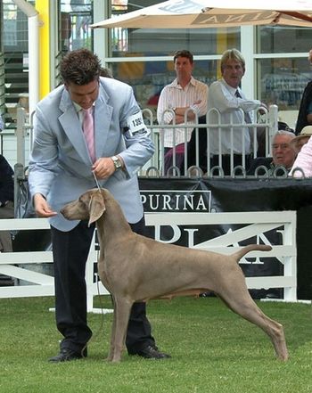 Sydney Royal 2007 Winner Champion Bitch Class Runner Up to Best of Breed
