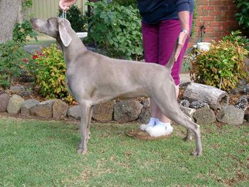 Aust Ch (Dual) Greydove Uptown Girl TDX - Evaweis Kennels
