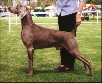 Aust Grand Ch Talfryn Spring Madness A.I. Weimaraner Show Dog Of The Year 1996, 1997, 1998, 1999, 2000 and Runner Up in 2001. (Weim Club of NSW Pointscore) Eight Best In Shows / Five Runner Up Best In Shows. Res CC Sydney Royal 1996 Runner Up Best Of Breed 1997 Melbourne Royal Show
