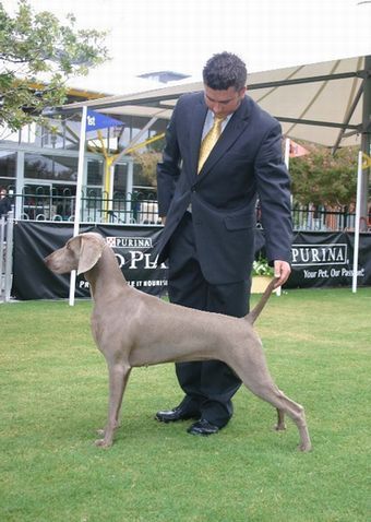 Sydney Royal 2005 Bitch Challenge - Runner Up to Best of Breed
