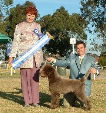 Aust Ch Greydove Bella Mia "Freya" now in New Zealand Sire: Aust Ch Sarno Imp Italy Dam: Ch Tartufo Giovanna Freya has been a great showdog in the Sydney and surrounding areas. She is a multi Best of Breed winner and has won many class in show awards at Gundog Specialty Shows under well known Gundog judges. She won Best of Breed at Sydney Royal 2006 and took a spell for her first litter 2006. Freya has now left Australia for New Zealand and will be the founding bitch in that country for the Lagotto breed. We wish her new owner Sue Milner all the best in bringing this great breed to the public eye.
