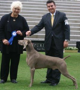 Am/Aust Ch Pewterun Greydove Black Magic Imp USA 3 x All Breeds Best in Show Winner Canberra Royal Best of Breed Brisbane Royal Multi Best of Breed Bathurst Royal Best of Breed RCC Specialty Winner Sire of American & Australian Champions
