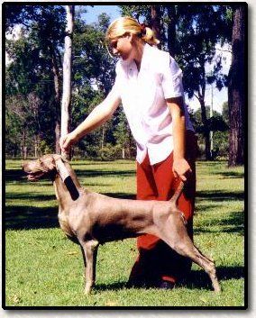Aust Grand Ch Somerford Charlies Angel Taliya was Queenslands first Weimaraner Grand Champion bitch as well as being Top Show Bitch for 1994, 1995, 1996, 1997 and 1998. She was dam of three outstanding litters. Eleven out of thirteen of her children are Champions. She is a multiple Best in Show winner.
