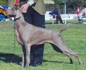 Aust. Ch. Kadma Xtra Special Sage A.I. One of our foundation bitches who produced multiple Champions.
