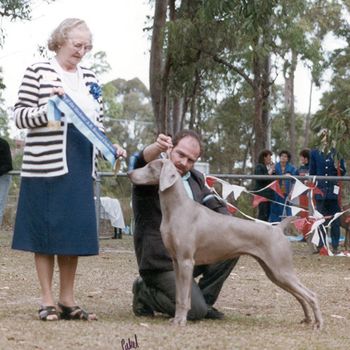 Aust Grand Ch Grauhund Nikkitah A.I. Best in Show winner Multiple Specialty & Royal Best of Breed winner.
