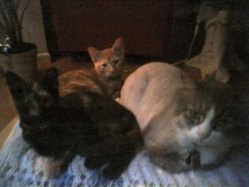 My 3 babies! Ella, Linus and Fluffy
