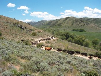 Trailing cattle to the Forest Permit - 2009
