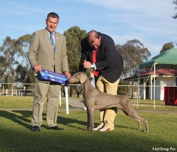Charli 11 months winning Puppy In Show NSW Gundog Society Champ Show under Mr Paul Robinson (Robwyn Pointers)
