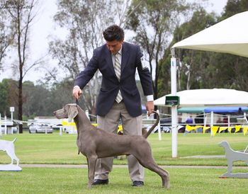 Nixon at 8 months of age at NSW Weim Speciality

