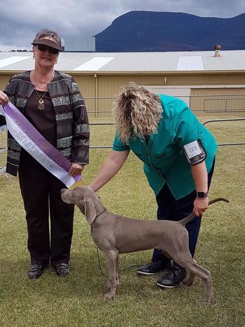 Sparks winning BABY PUPPY IN SHOW ALL BREEDS at 3.5 months old
