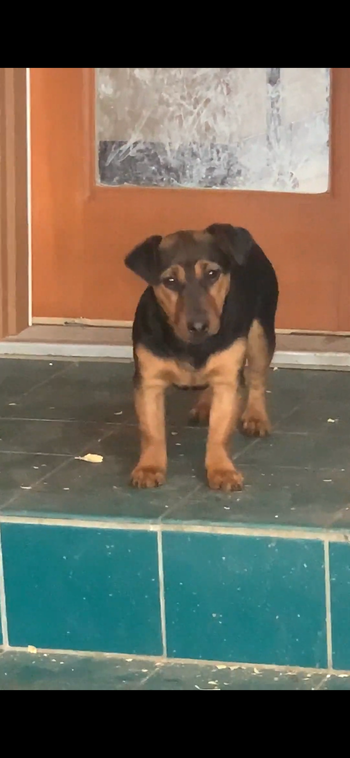 Larger black and tan female
