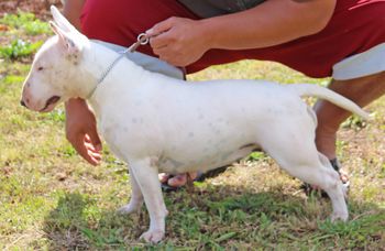 CH Mano's Pilialoha O Koolaupoko "Pili" Passed her canine good citizen test placing 2nd in her group
