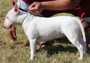 Mano's Pikoakea O Maunawili "Piko" Passed her canine good citizen test placing first in her group
