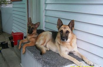Ursa and Kimba keep watch on the back door

