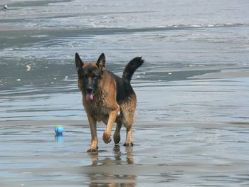 And playing with his ball at the beach
