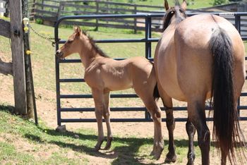 2023 AQHA Dun Colt. By ATV and out of Playn Smart Hancock. 7 Panel NN through sire and dam. Should mature to 15.1-2 hands. Pedigree includes: Doc O Lena Twist, Peppymint Twist, Royal Silver King, Playgun, Smart Little Lena, and Blue Apache Hancock. $3400.
