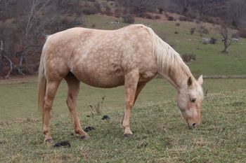 Twistn For Cash. 2011 AQHA Palomino Filly. 14.2 hands. By ATV and out of Missin Flame. This girl has been added to our broodmare program. We are very excited about her! All of her dam's foals have sold and are on a waiting list for the next several years. Her pedigree includes: Doc O Lena Twist, Peppymint Twist, Dash For Cash, Missin James, Royal Silver King, Sugar Bars, and many more! 6 Panel N/N by both parents testing N/N.

