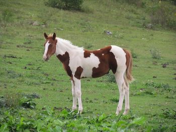 2015 APHA Chestnut Tobiano Filly. Born on 5/31/15. By Kiss My Tonto and out of Electra Flash. This girl is going to be big! Should mature to 15.2-3 hands, as that is what both parents finished out to be. This girl will be able to be an all around horse for any age. She will be quiet and easy going and would excel in western english, dressage, barrel racing, trail or team penning. She does have a slight hernia that should close on its own. Fall special! Which would cover the cost of the hernia repair if needed. $1000! That is $200 off til January 1st! SOLD! Thank you Owen Webb! This girl is staying local in White Sulphur Springs!
