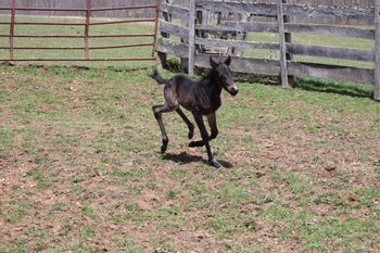 Smokey. 2022 AQHA Brown Roan Colt. By Wrss Wyohancockgunnr and out of ATVS Hickory Chick. This guy is sweet! He should mature to 14.3-15 hands and be just as stocky. He is already Mister Personality and loves attention. He loves to zoom too! Pedigree includes: Docs Hickory, Blue Apache Hancock, Wyo O Blue, Chukkar Maid, Doc O Lena Twist, Peppymint Twist, and more. Sale Pending.