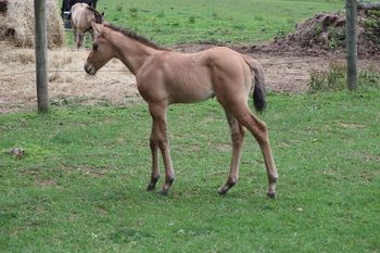2022 AQHA Bay Dun Roan Colt. By Wrss Wyohancockgunnr and out of Ring My Belles. 5 panel NN. Should mature to 15 hands. He will be stocky and easy going. He will be athletic enough to cut some cows, pen, rope or rein. He would be a really good barrel prospect as well. Pedigree includes: Chic Please, Smart Chic Olena, Blue Apache Hancock, Wyo O Blue, Chukkar Maid, Genuine Doc and More. Priced at $3300. SOLD