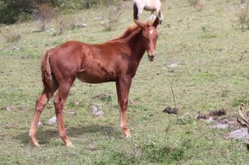 2022 AQHA Sorrel Filly. By ATV and out of Chickasha Kitty. 5 panel NN. This filly's full brother is roping in Texas and doing a hell of a job. She will be able to do that just fine. Pedigree includes: Grays Starlight, Doc O Lena Twist, Peppymint Twist, Freckles Twist, Spooks Jazzman and Highbrow Hickory. Priced at $3500.  SOLD
