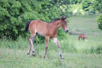 2022 AQHA Bay Filly by ATV and out of Playn Smart Hancock. This girl is 5 panel NN through sire and dam. She should mature to 15.0-2 hands. She will be stocky, quick and catty as can be. She will be smart and easy going and love to please. She is 5 panel NN through sire and dam. Pedigree includes: Doc O Lena Twist, Peppymint Twist, Royal Silver King, Blue Apache Hancock, Playgun, Smart Little Lena, and more. Priced at $3300. SOLD