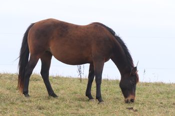 Rugged Twisted Gun. 2015 AQHA Bay Filly. By ATV and out of Larks Play Gun. This girl is bred to the hilt! Talk about a nice filly! Playgun, Smart Little Lena, Freckles Playboy, Rugged Lark, Doc O Lena Twist, Royal Silver King and Miss Silver Pistol! She is also N/N for her 5 panel test per her parents tests! Should mature to 14.2-3 hands. This girl will be able to turn on a dime and give you some change back.
